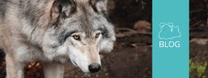 Mehr über den Artikel erfahren BARF für Hunde: Was ist das eigentlich?