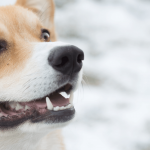 Titelbild zum Blog mit einem aufgeweckt schauenden Corgi.