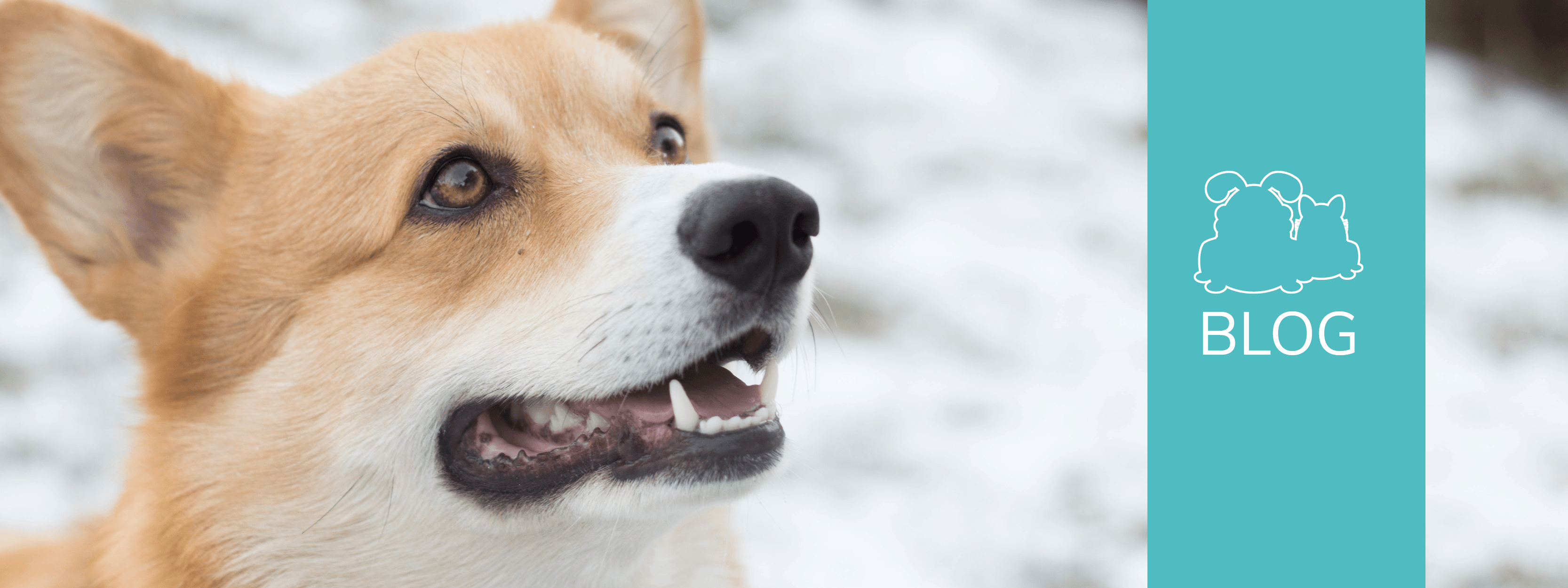 Titelbild zum Blog mit einem aufgeweckt schauenden Corgi.