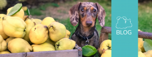 Mehr über den Artikel erfahren Karnivor trifft auf Vegetarier – Wenn die Frischfütterung zur Herausforderung wird